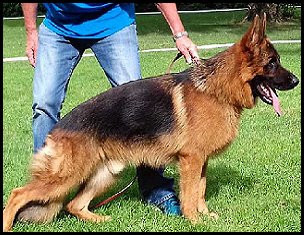 Spike vom Turkenkopf IGP1 - Trained Protection Male for sale at Fleischerheim German Shepherds Whitefish Montana