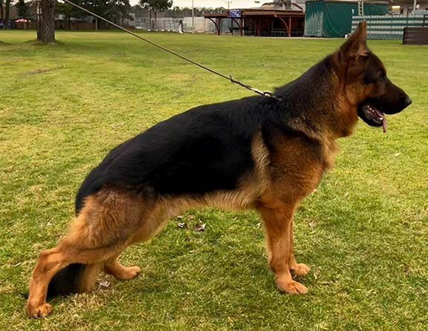 Lotti vom Turkenkopf - Imported Female German Shepherd from Germany