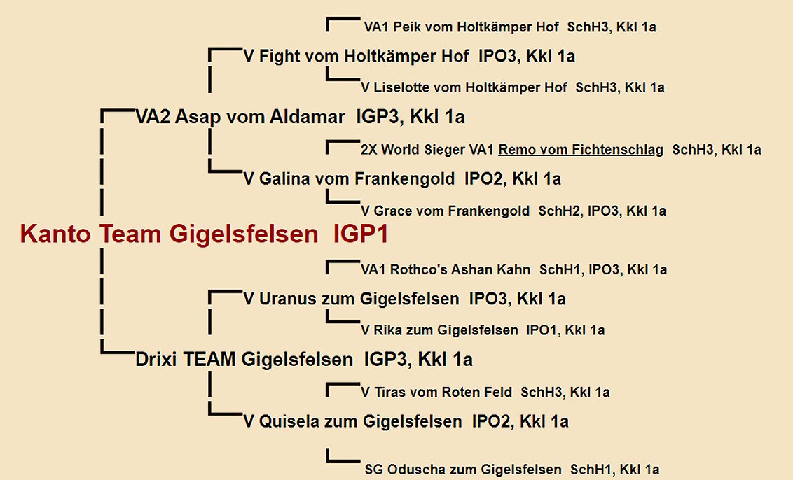 Pedigree of Kanto Team Gigelsfelsen IGP1 | Fleischerheim Imported Trained Protection German Shepherd Male Guard Dogs for sale