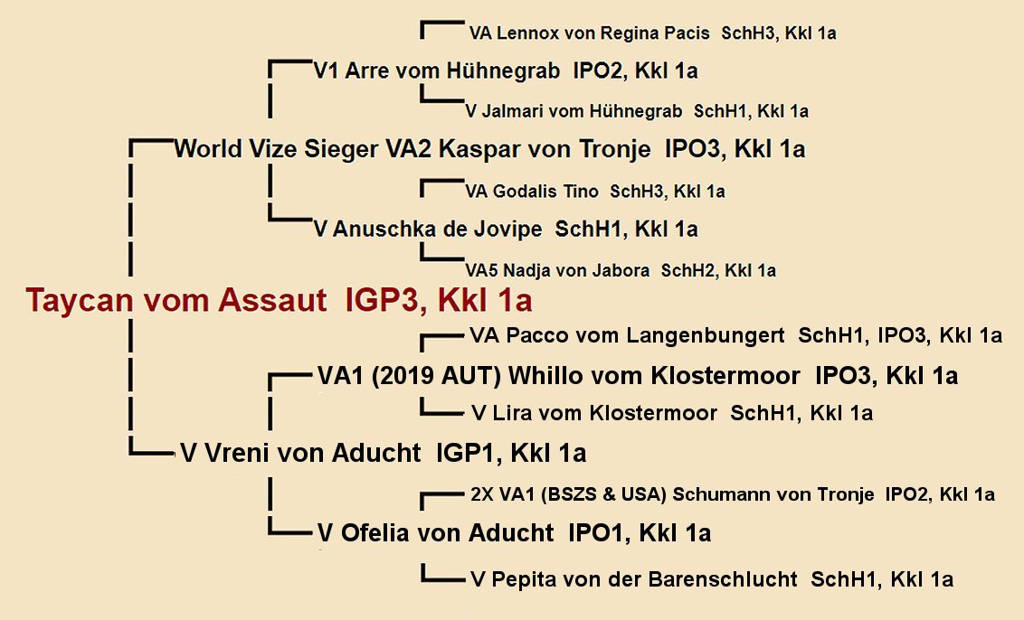Pedigree of Lotti vom Turkenkopf IGP1 - Female German Shepherd Dam of imported Puppies from Germany available in Utah Oregon Washington