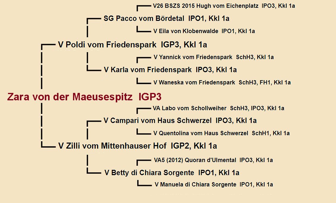 Pedigree of Spike von Huhnegrab - Fleischerheim Imported Trained Protection German Shepherd Male Guard Dogs