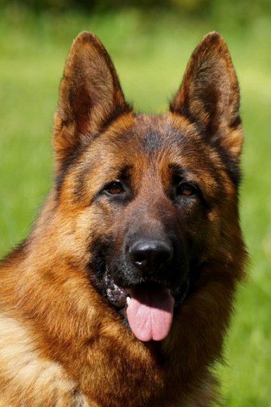 Yeronimo von Merkur-Stern IGP3 Protection Trained German Shepherd Dog from Germany to the USA - Personal protection Guard