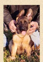 Contact Fleischerheim German Shepherd Imported GSD Puppies for sale